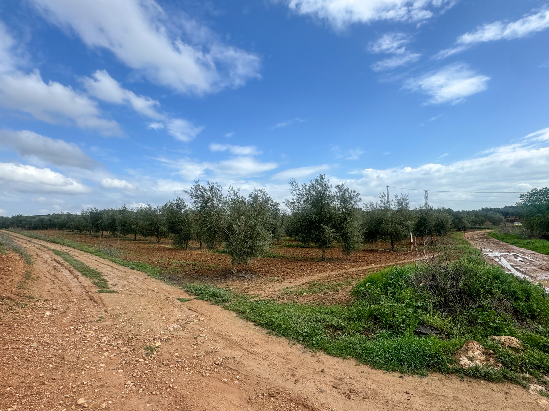 Mollina